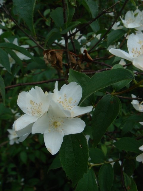 Philadelphus congestus P2C